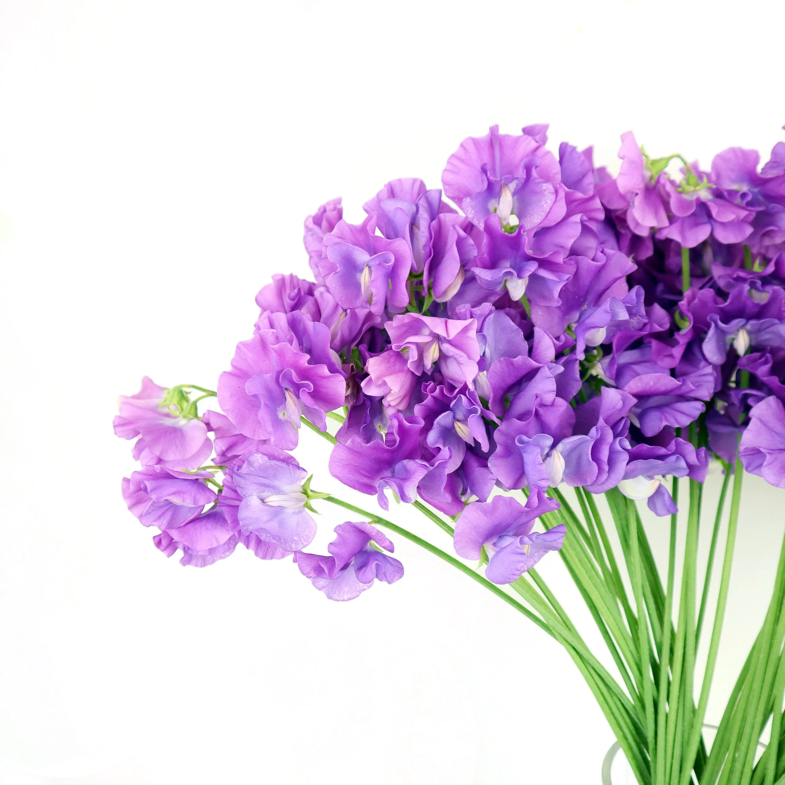 Home (update) — Japan Blooms Canada